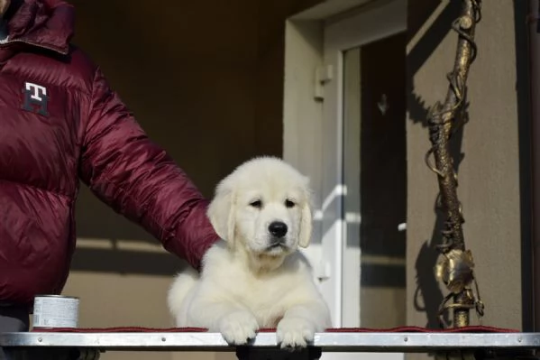 Golden Retriever cuccioli | Foto 0