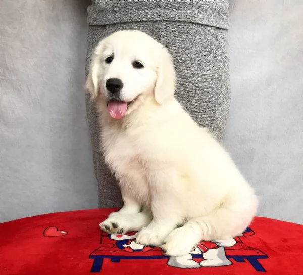 Due cuccioli di Golden Retriever ti aspettano!