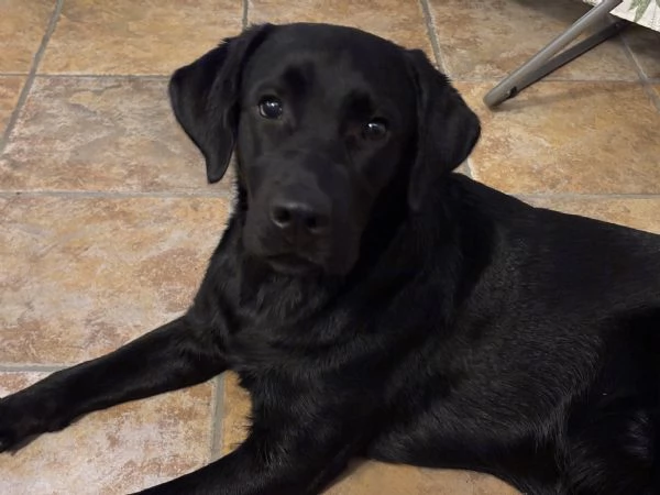 Labrador retriever 