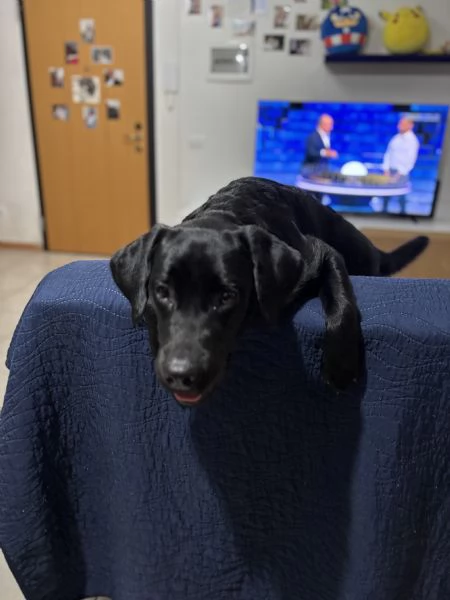 Labrador retriever  | Foto 4