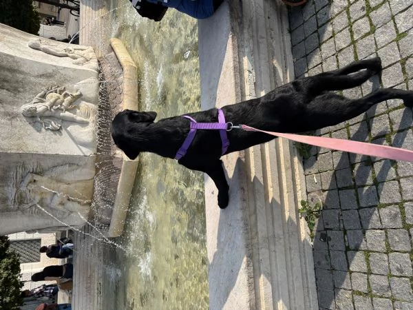 Labrador retriever  | Foto 3