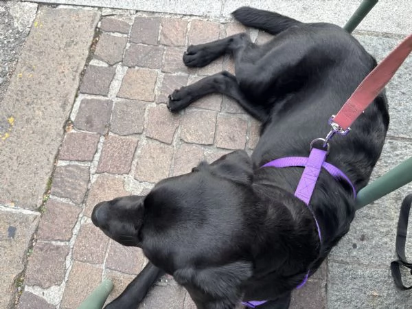 Labrador retriever  | Foto 1