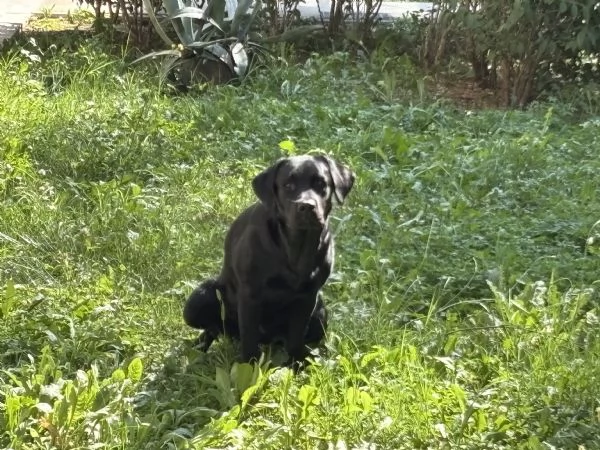 Labrador retriever  | Foto 0