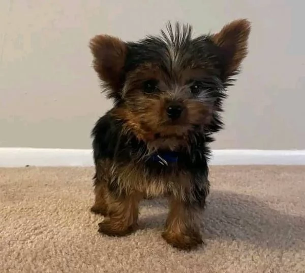 Cuccioli di Yorkshire terrier | Foto 1
