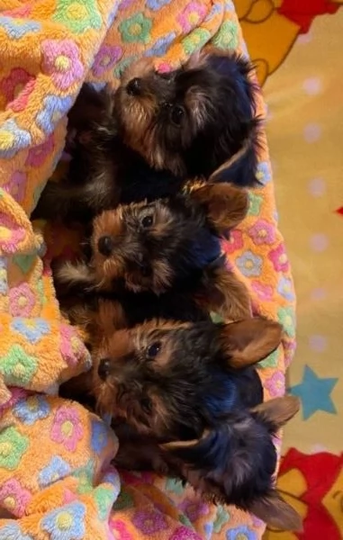 Cuccioli di Yorkshire terrier