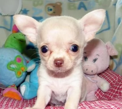 Regalo disponibili cuccioli di Chihuahua  | Foto 0