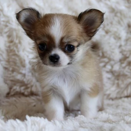 Regalo disponibili cuccioli di Chihuahua  | Foto 0