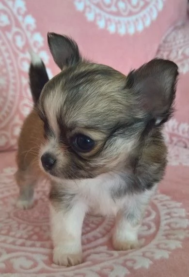 Regalo disponibili cuccioli di Chihuahua 