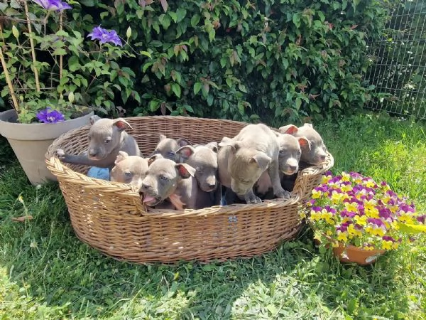 Regalo cuccioli di Staffordshire bull terrier | Foto 1