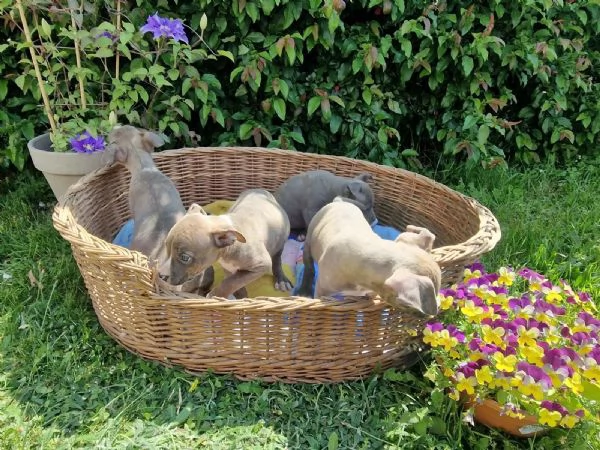 Regalo cuccioli di Staffordshire bull terrier | Foto 0