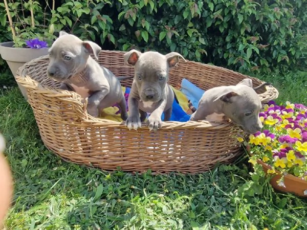 Regalo cuccioli di Staffordshire bull terrier