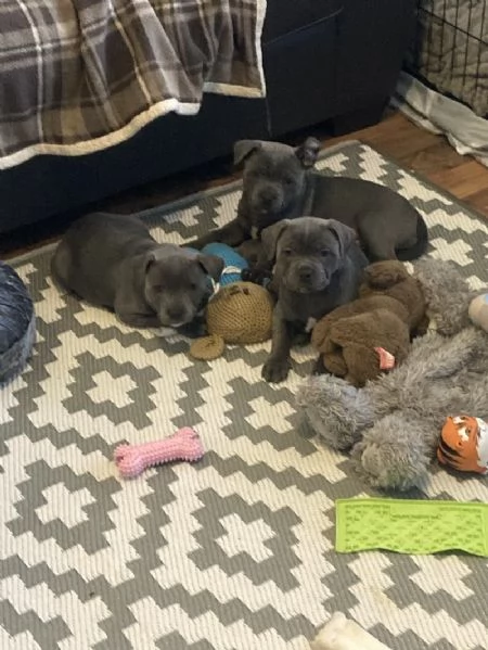 Regalo Disponibili cuccioli di Staffordshire bull terrier | Foto 0