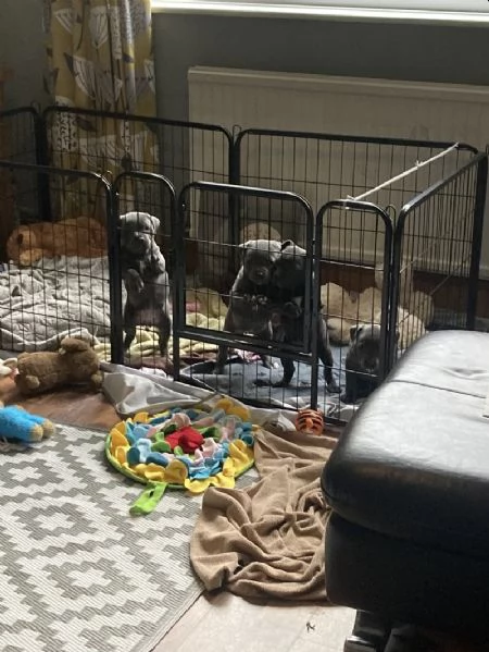 Regalo Disponibili cuccioli di Staffordshire bull terrier