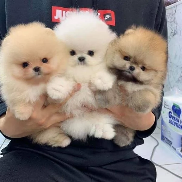 Regalo cuccioli di Volpini Spitz di Pomerania a disposizione. | Foto 1