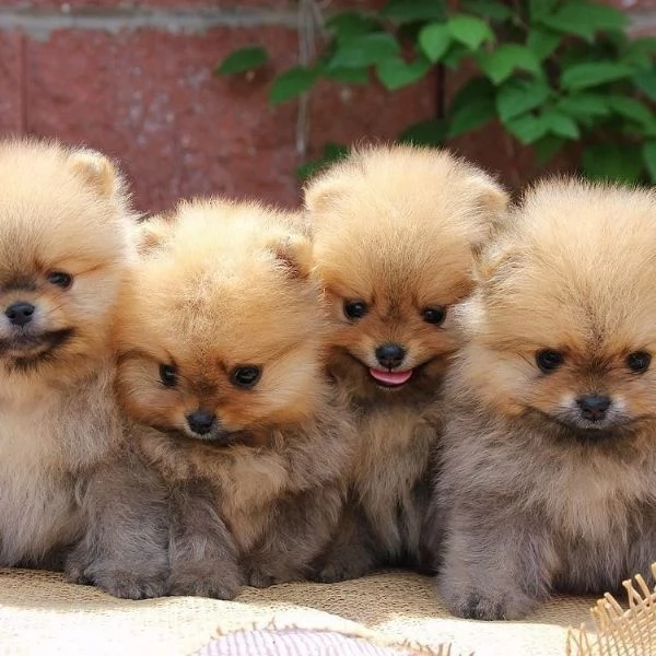 Regalo cuccioli di Volpini Spitz di Pomerania a disposizione. | Foto 0