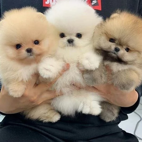 Regalo cuccioli di Volpini Spitz di Pomerania a disposizione.