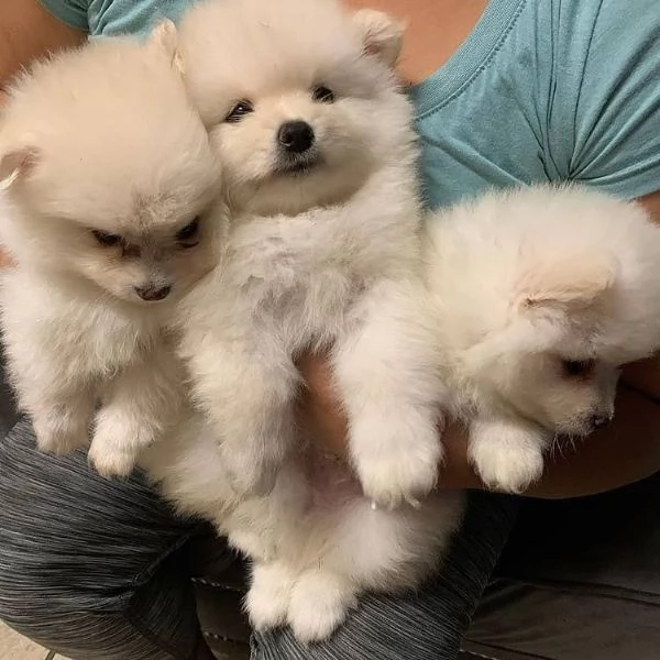 Regalo cuccioli di Volpini Spitz di Pomerania  | Foto 0