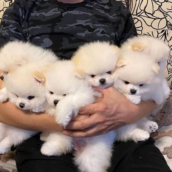 Regalo cuccioli di Volpini Spitz di Pomerania 