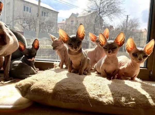 Regalo Gatti Sphynx con pedigree