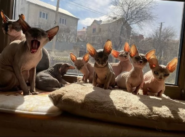 Regalo cucciola di American pitbull terrier. | Foto 0