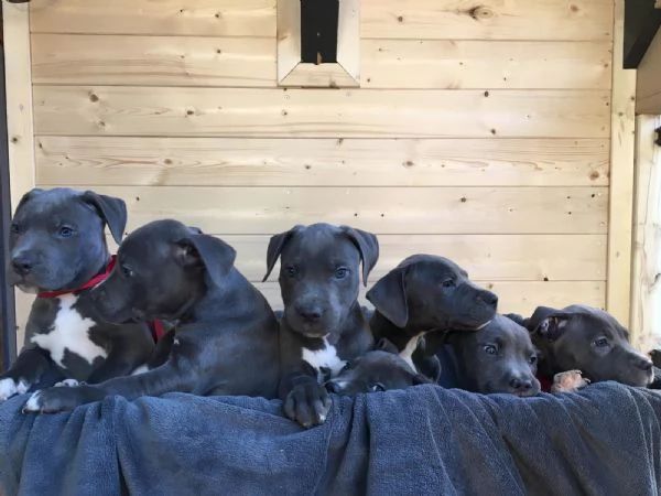 Regalo Cuccioli di American pitbull terrier 