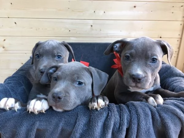 Regalo Cuccioli di American pitbull terrier  | Foto 1