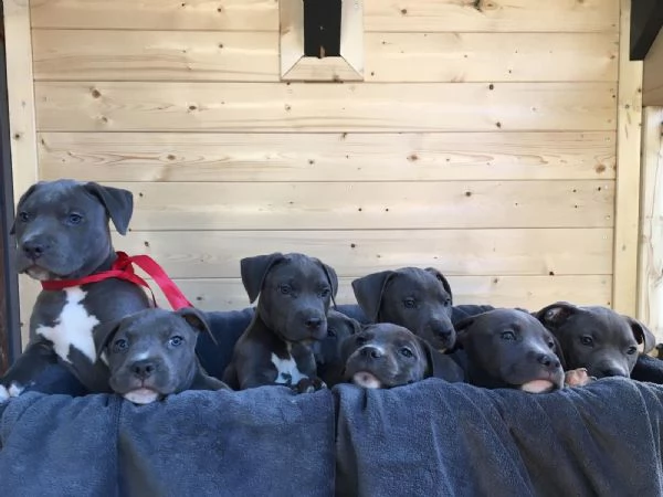 Regalo Cuccioli di American pitbull terrier  | Foto 0