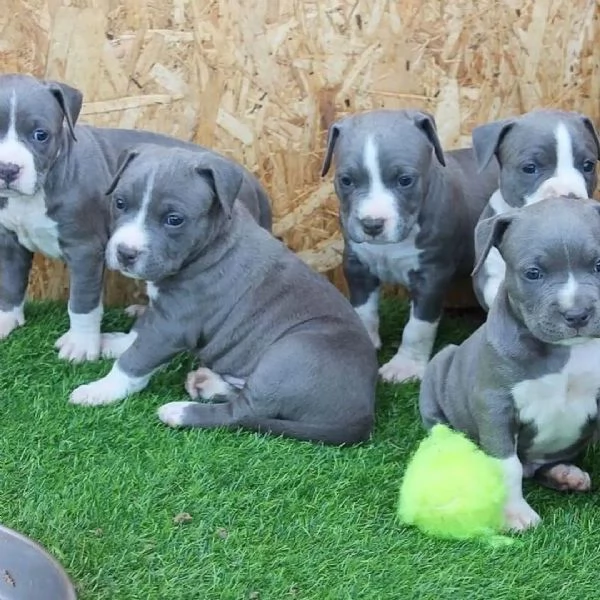 Regalo Cuccioli di American pitbull terrier