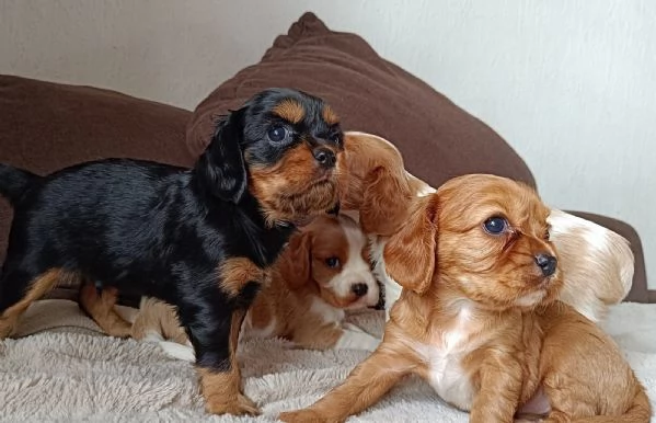 Regalo Bellissimo cucciolo di Cavalier king