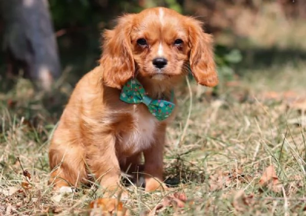 Regalo Bellissimo cucciolo di Cavalier king
