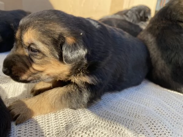 Cuccioli di Pastore tedesco 