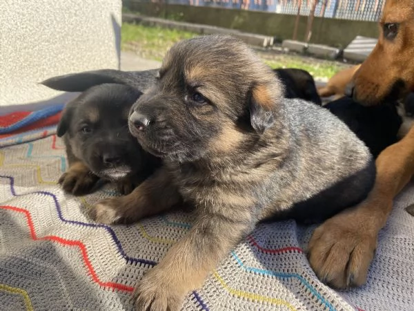 Cuccioli di Pastore tedesco  | Foto 3