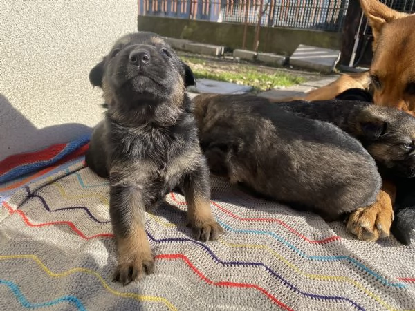 Cuccioli di Pastore tedesco  | Foto 2