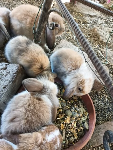 Conigli arieti nani  | Foto 5