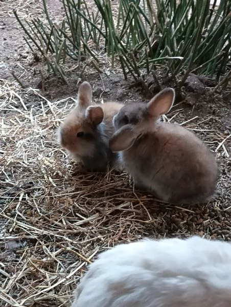 Conigli arieti nani  | Foto 1
