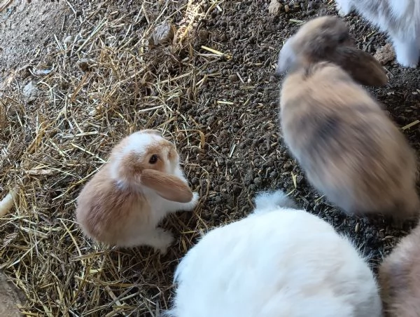 Conigli arieti nani  | Foto 3