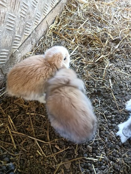 Conigli arieti nani  | Foto 2