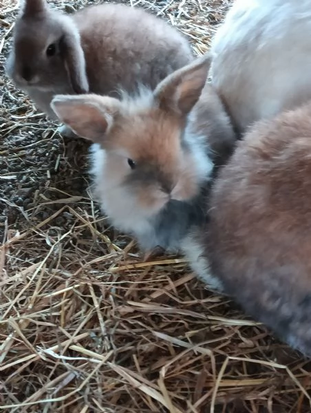 Conigli arieti nani  | Foto 0