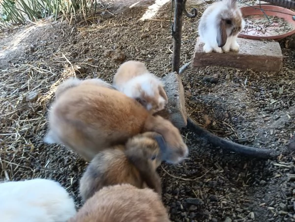 Conigli arieti nani  | Foto 0