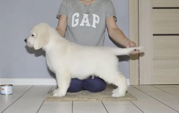 Cuccioli maschi di Golden Retriever