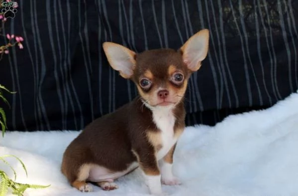 Cuccioli di Chihuahua in adozione vicino a me