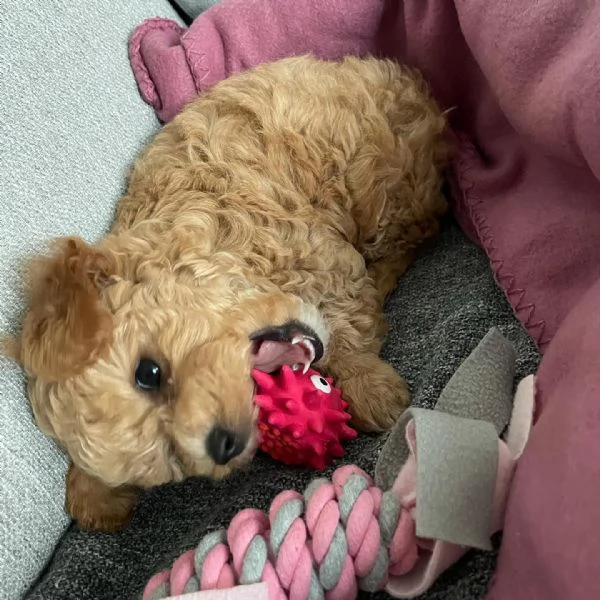 In vendita un grazioso cucciolo di Maltipoo!  | Foto 2