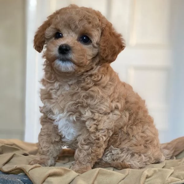 In vendita un grazioso cucciolo di Maltipoo! 