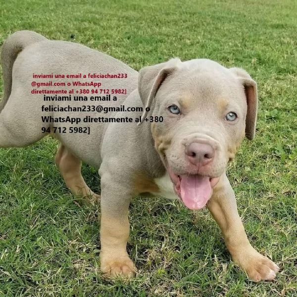 Disponibili cucciolate di Pitbull nate
