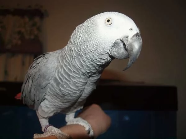 pappagalli cenerini africani. maschio e femmina | Foto 2