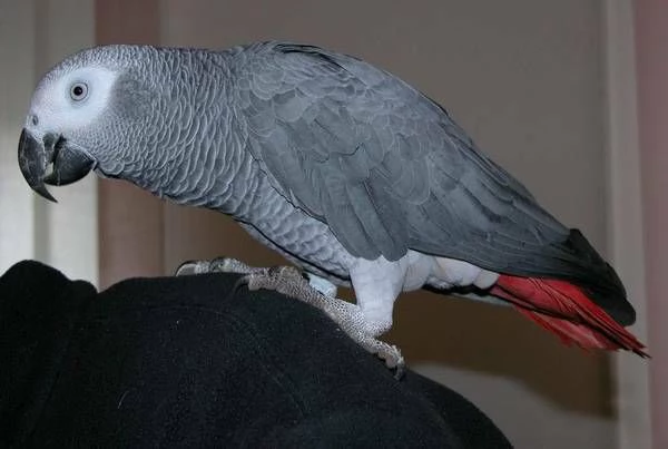 pappagalli cenerini africani. maschio e femmina | Foto 1