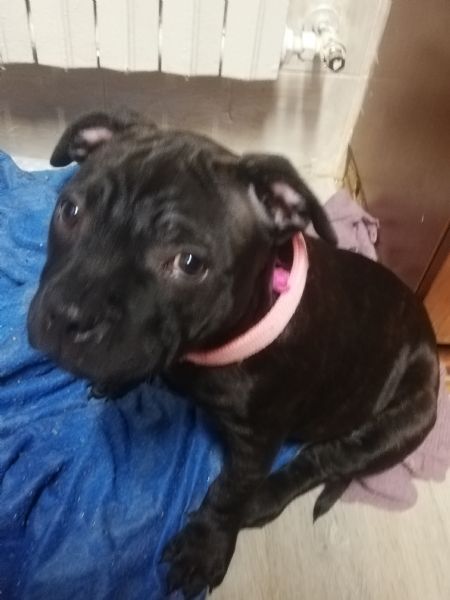 Vendita cuccioli stafford shire bull terrier | Foto 0