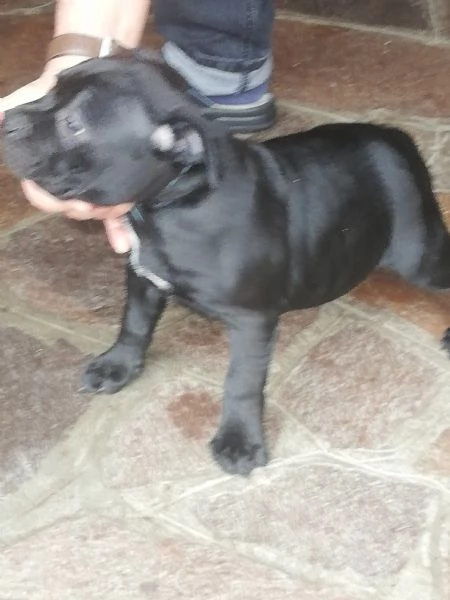 Vendita cuccioli stafford shire bull terrier