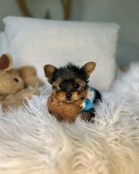 Teacup yorkie puppy | Foto 1