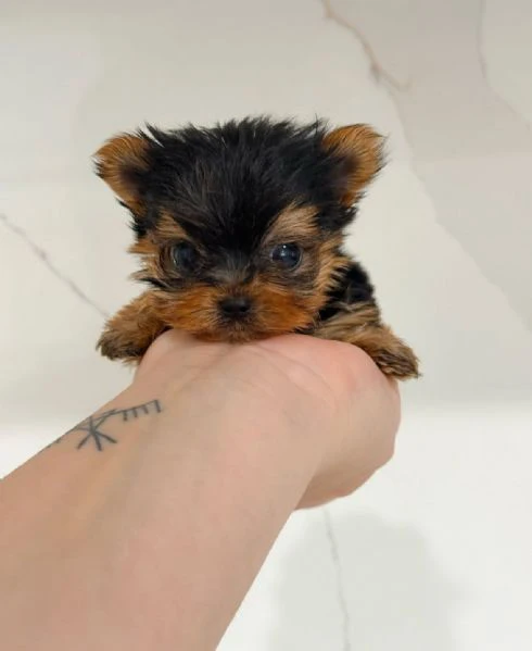 Teacup yorkie puppy  | Foto 1